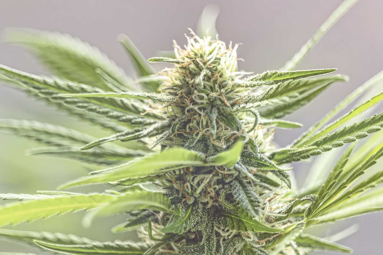 Types of cannabis