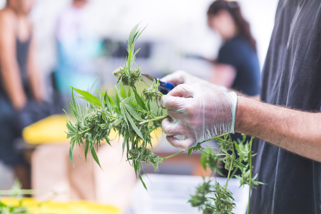 Breaking down the factors that affect UK medical cannabis cultivar prices