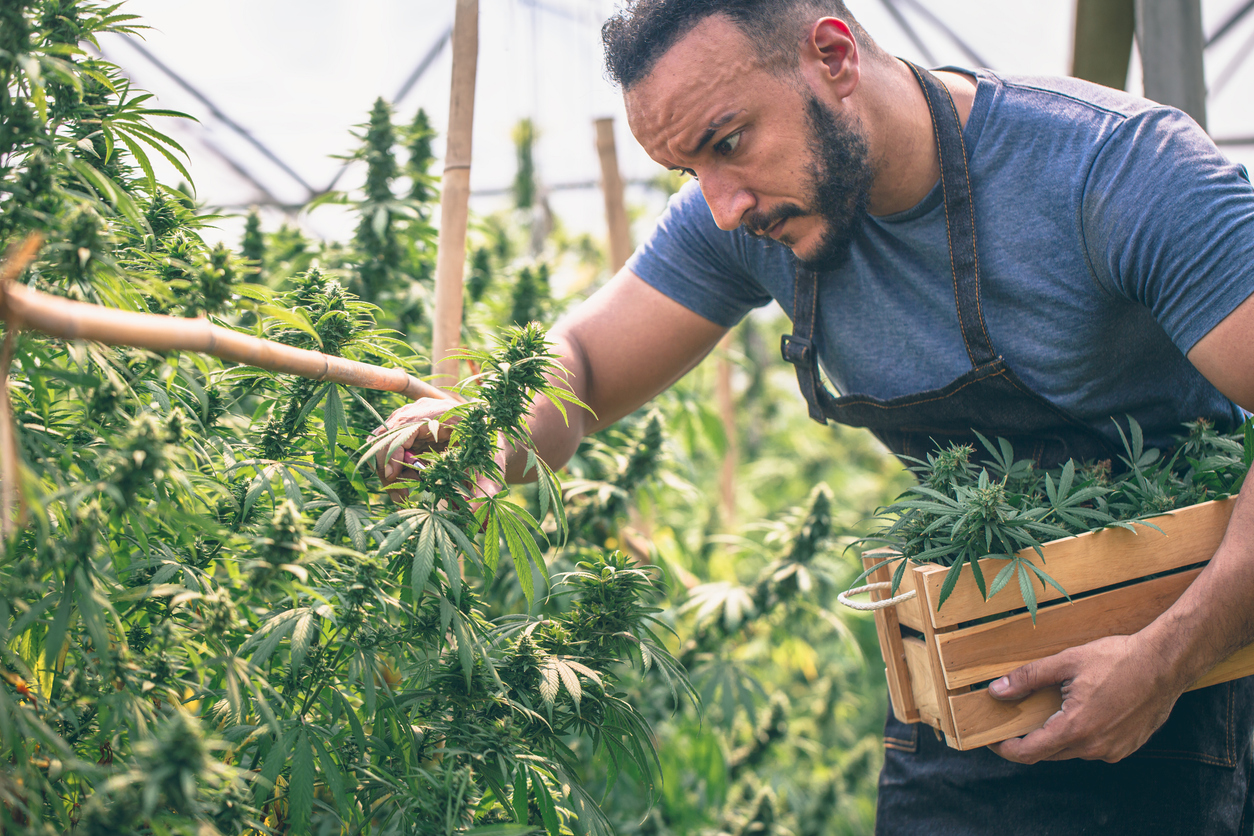 cannabis labour