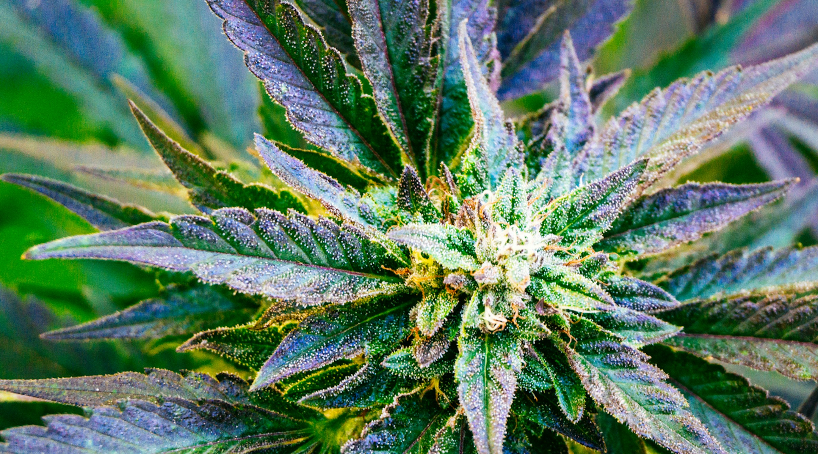 What is a terpene profile What is a terpene profile