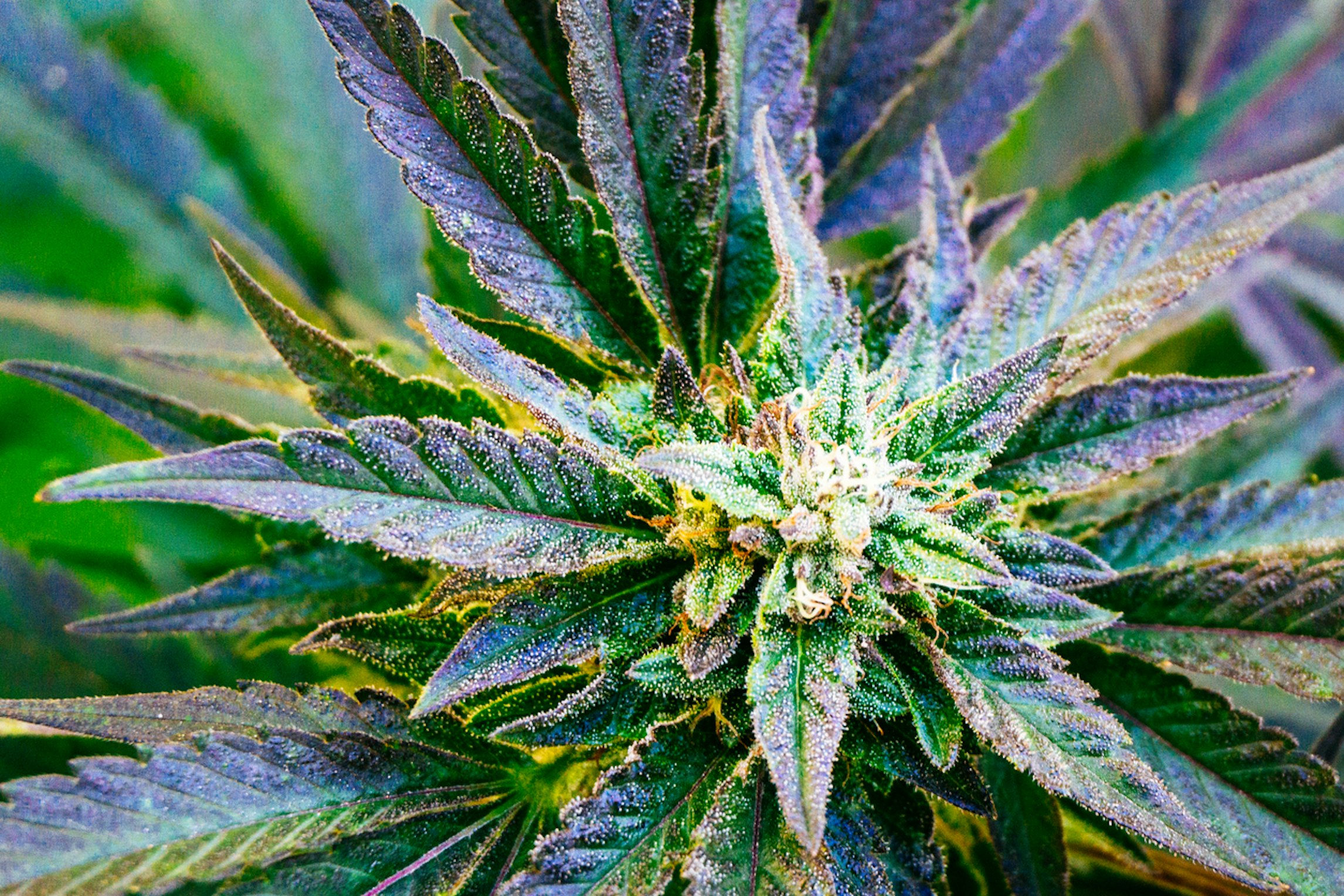 What is a terpene profile