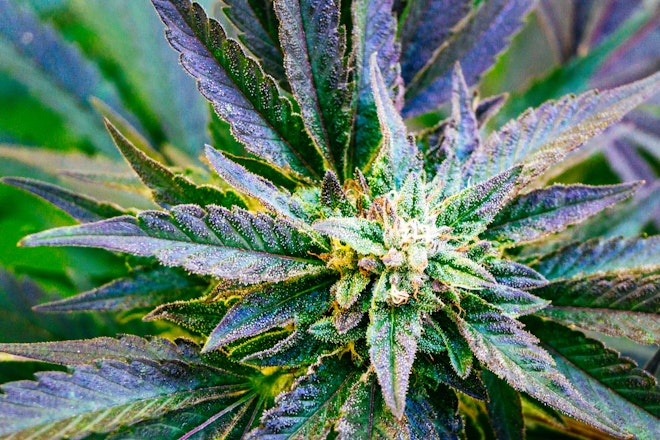 What is a terpene profile