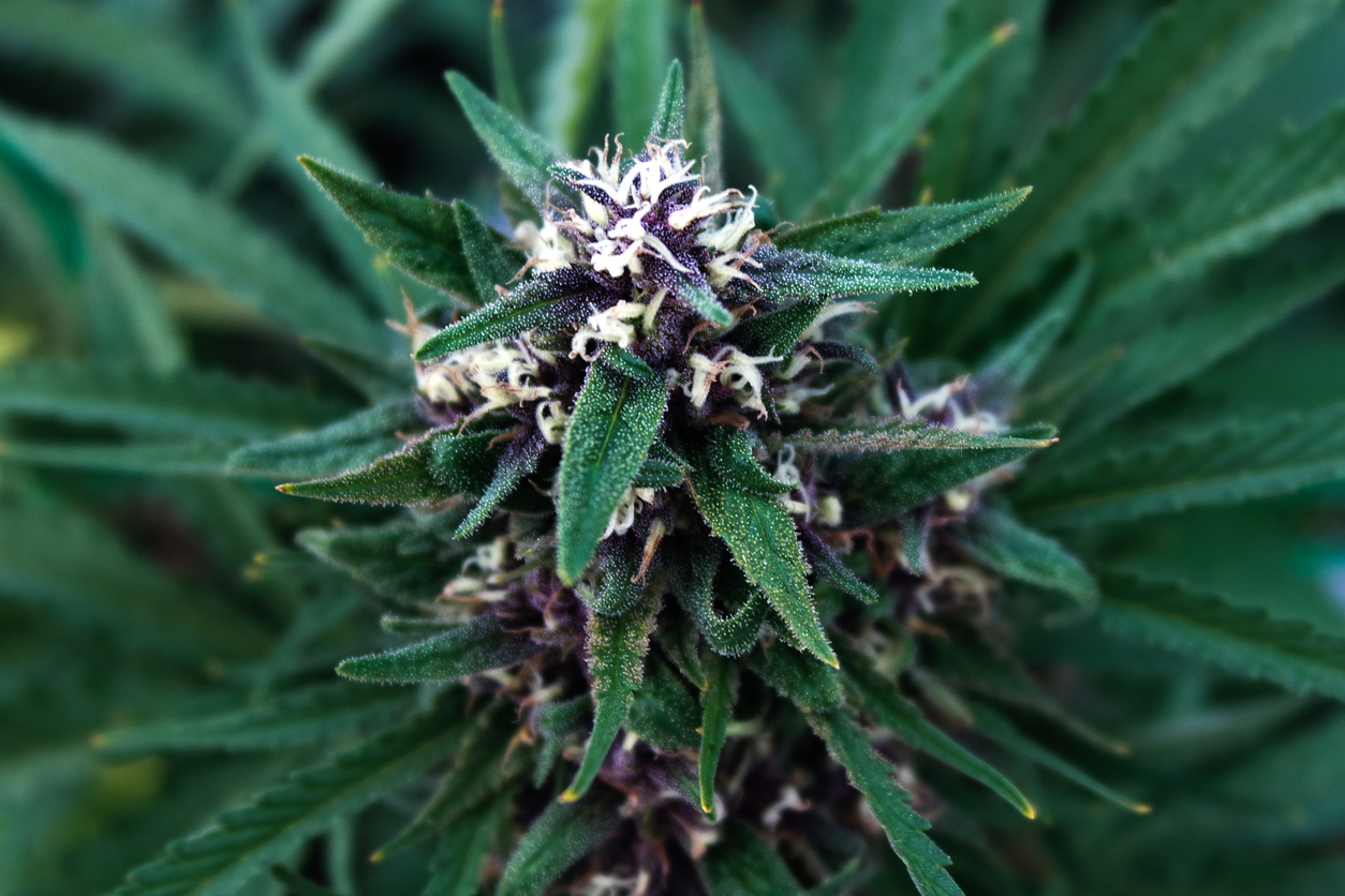 Cannabis terpenes and their benefits