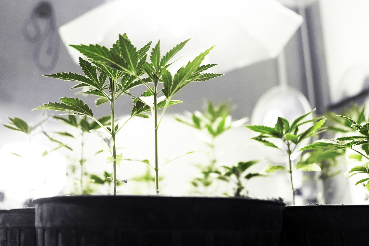 What are the key factors that affect the storage of medical cannabis?