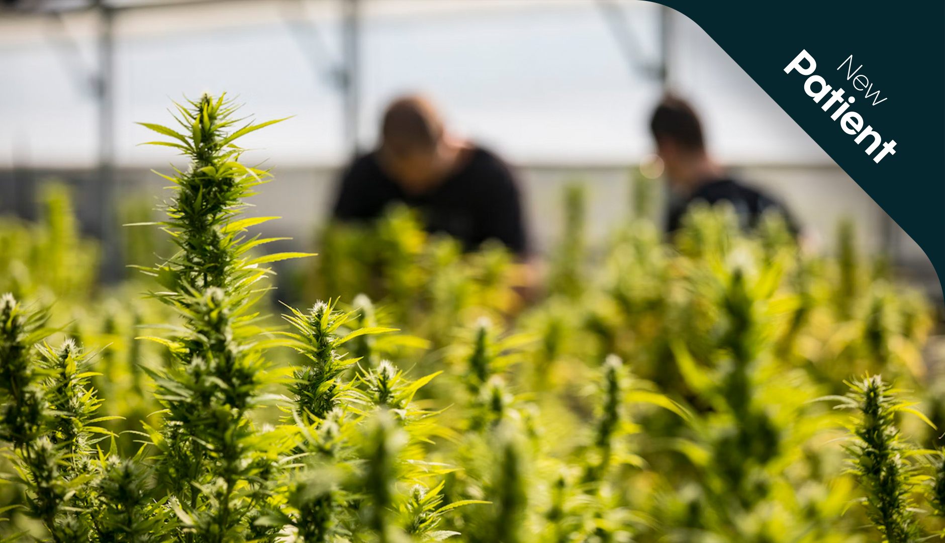 why-are-different-cannabis-cultivars-different-prices