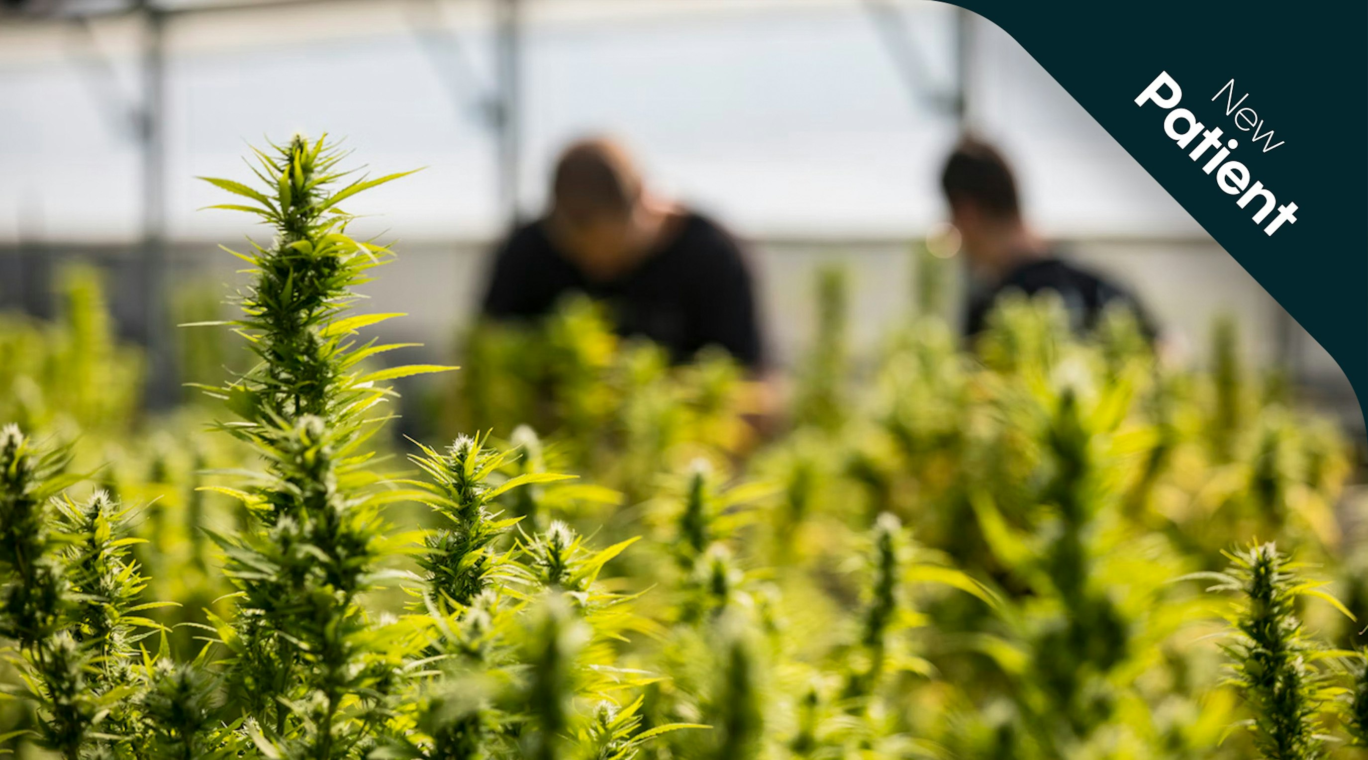 why-are-different-cannabis-cultivars-different-prices why-are-different-cannabis-cultivars-different-prices