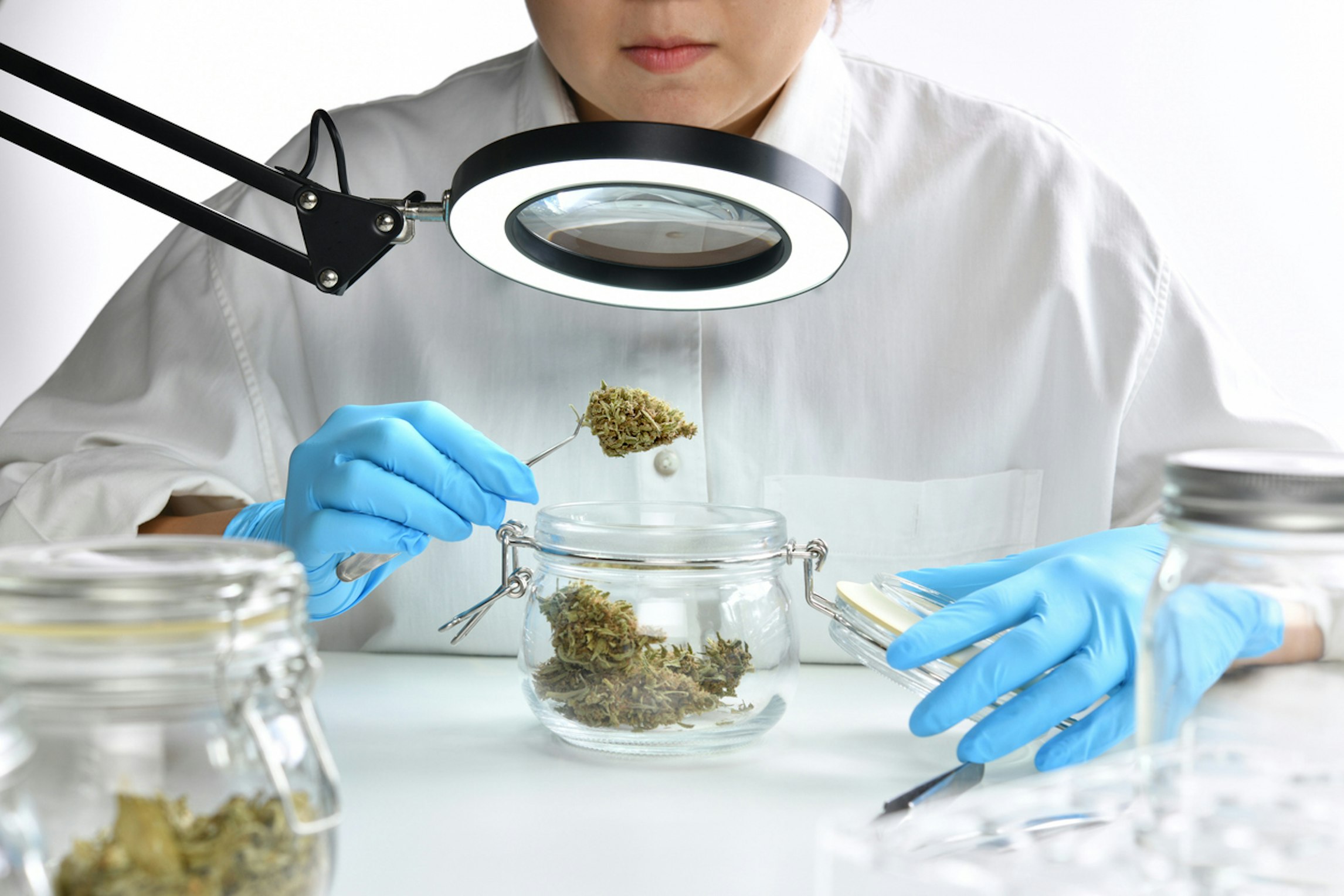 Understanding medical cannabis a beginner's guide to irradiated and non-irradiated options