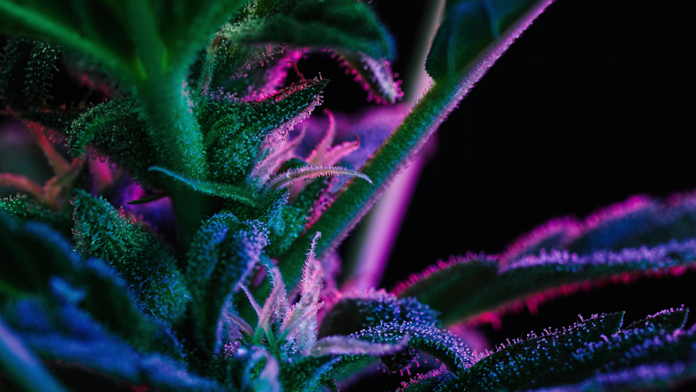 What exactly are cannabinoids