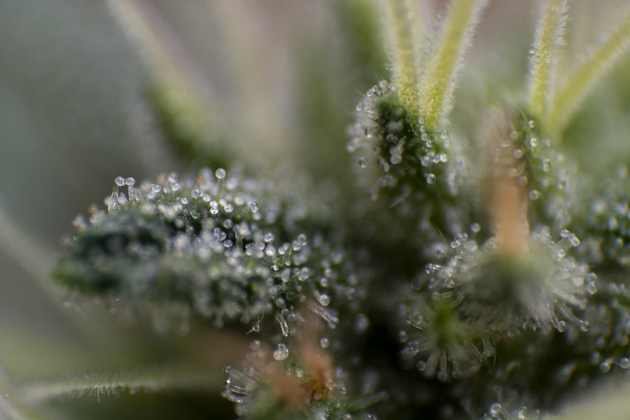 THC