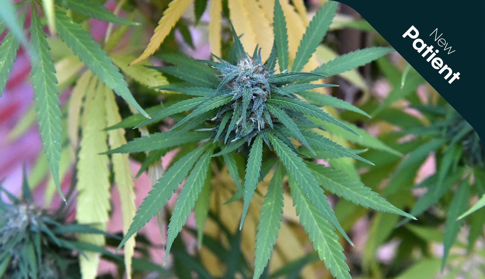 What is a cannabinoid