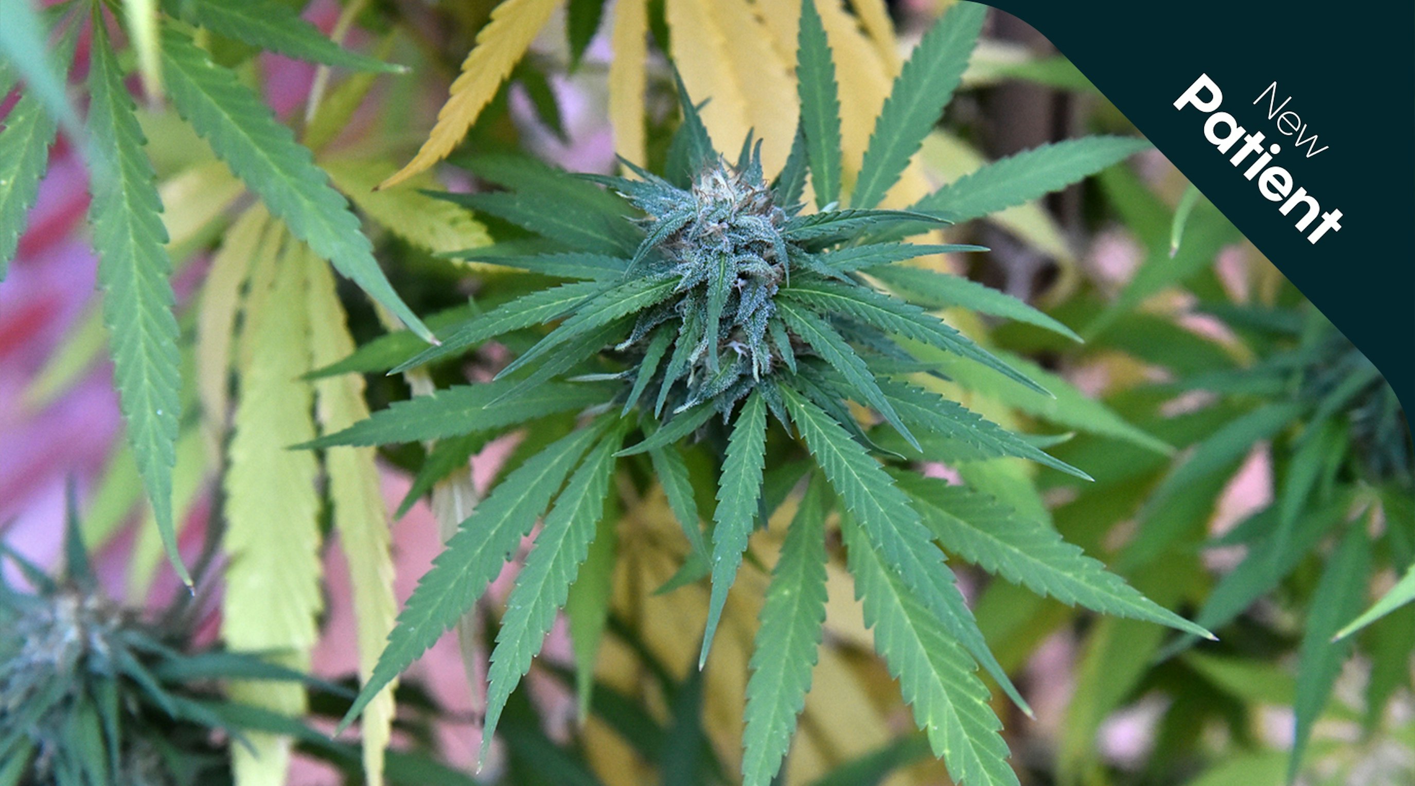 What is a cannabinoid What is a cannabinoid