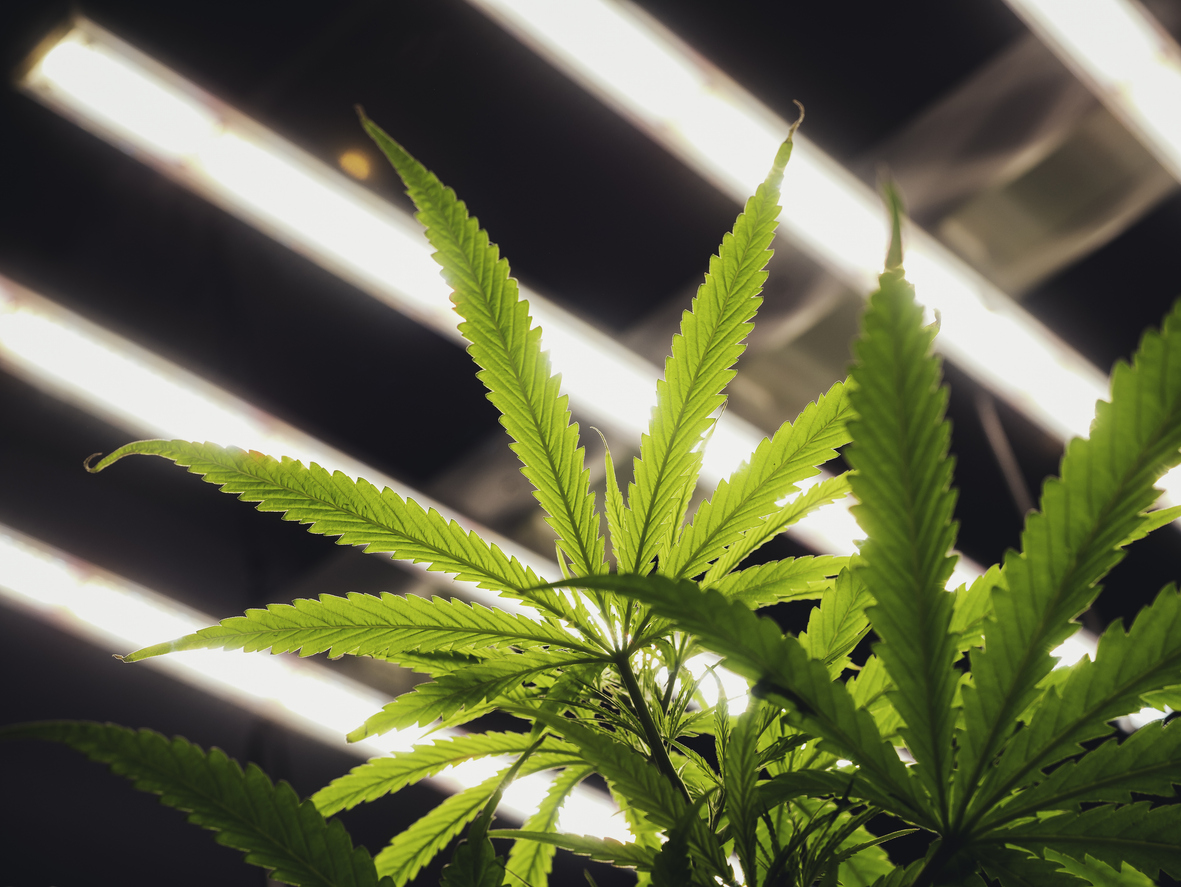 Medical cannabis in the UK
