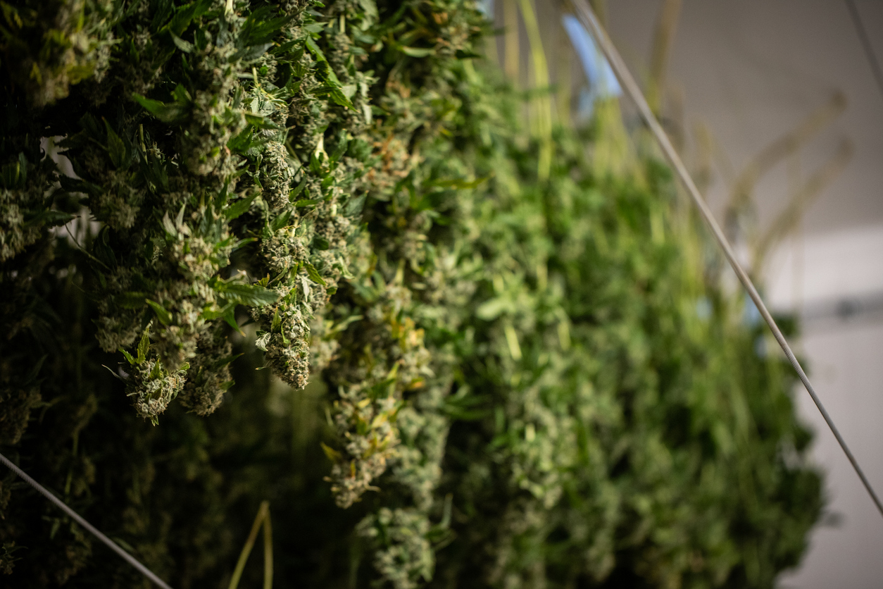 Are hybrid strains indica or sativa?
