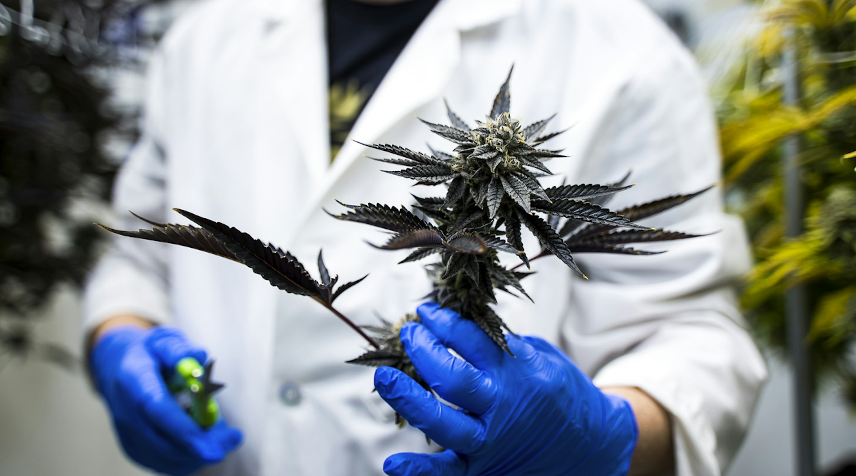 Where else can I find cannabis terpenes Where else can I find cannabis terpenes