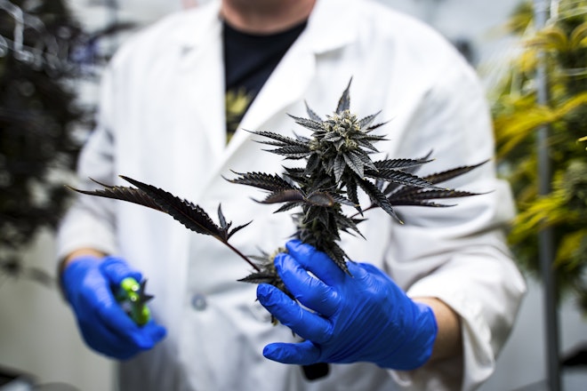 Where else can I find cannabis terpenes