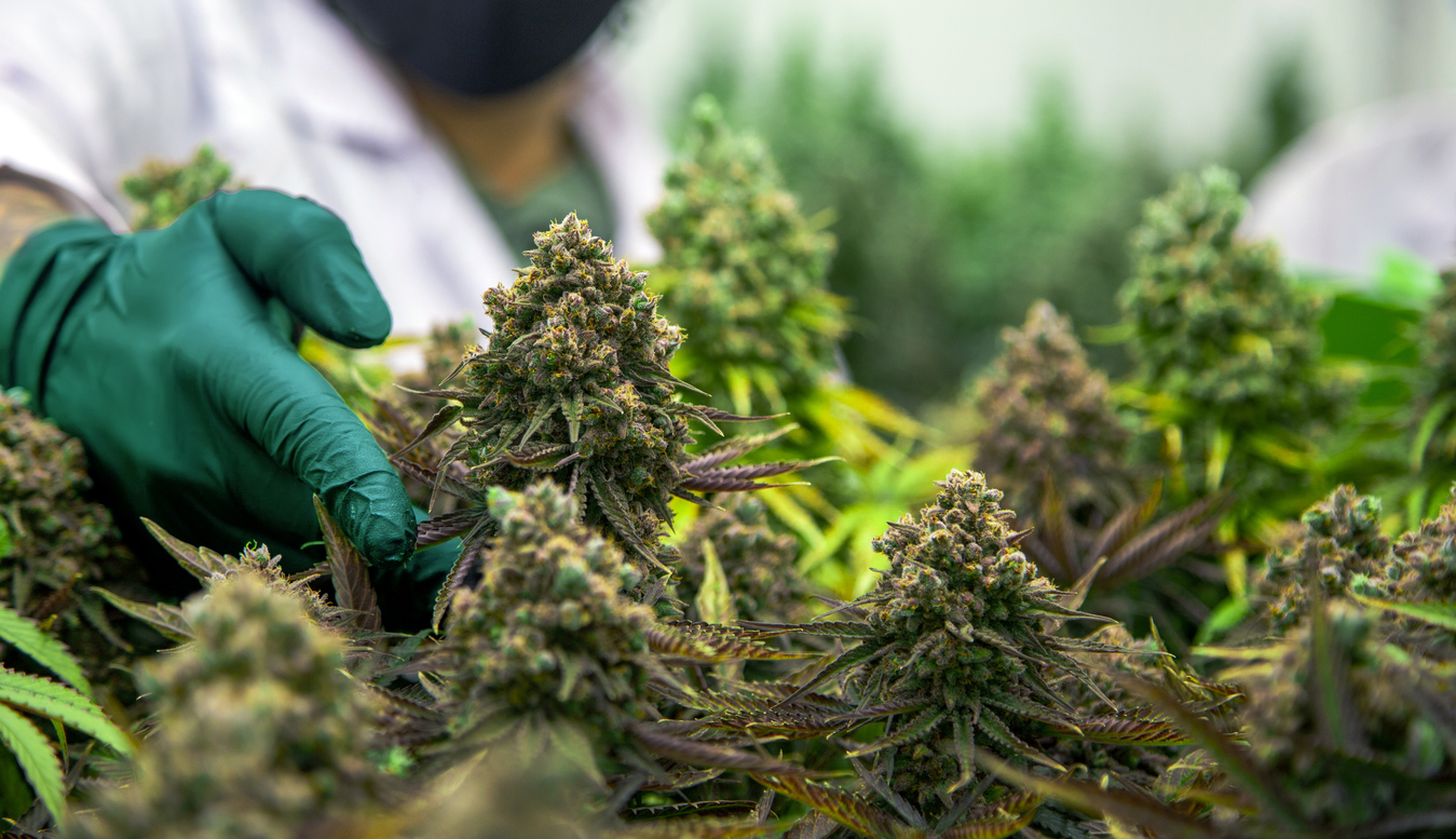 Cannabis terpenes