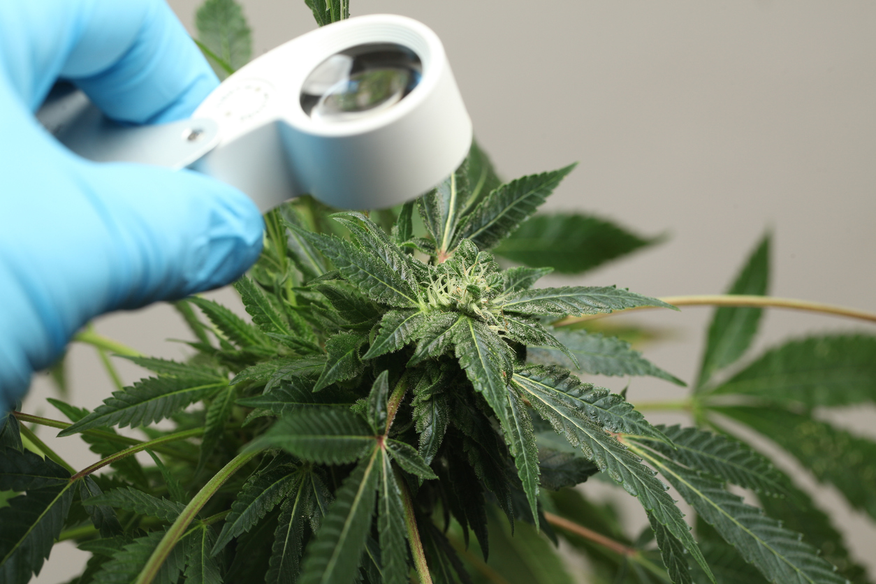 Where else are cannabis terpenes found