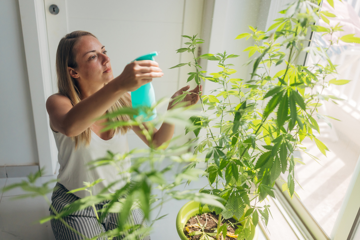 UK laws Home Cannabis Cultivation