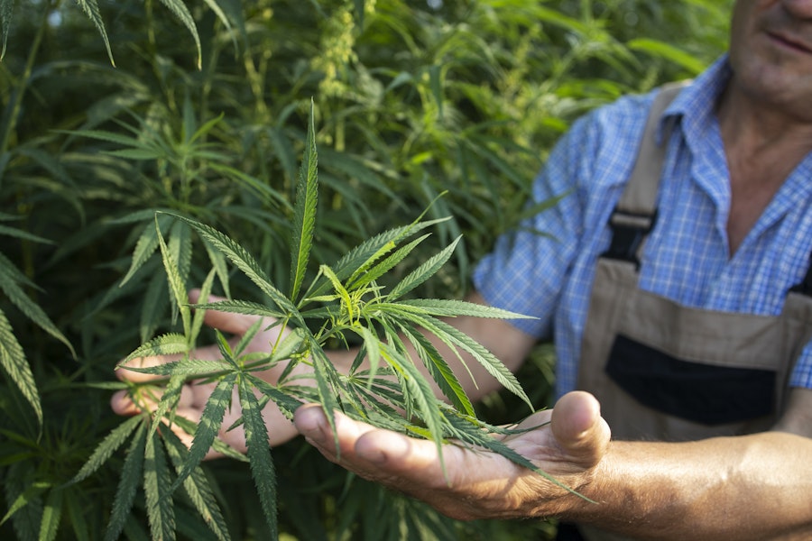 The True Potential of Hemp What the Future Holds