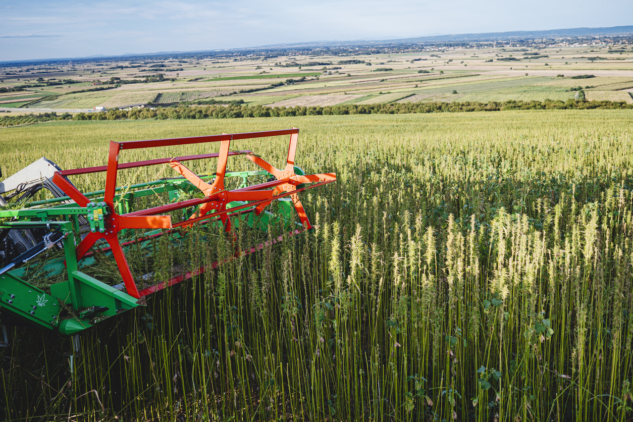 Medical cannabis field - harvester machine