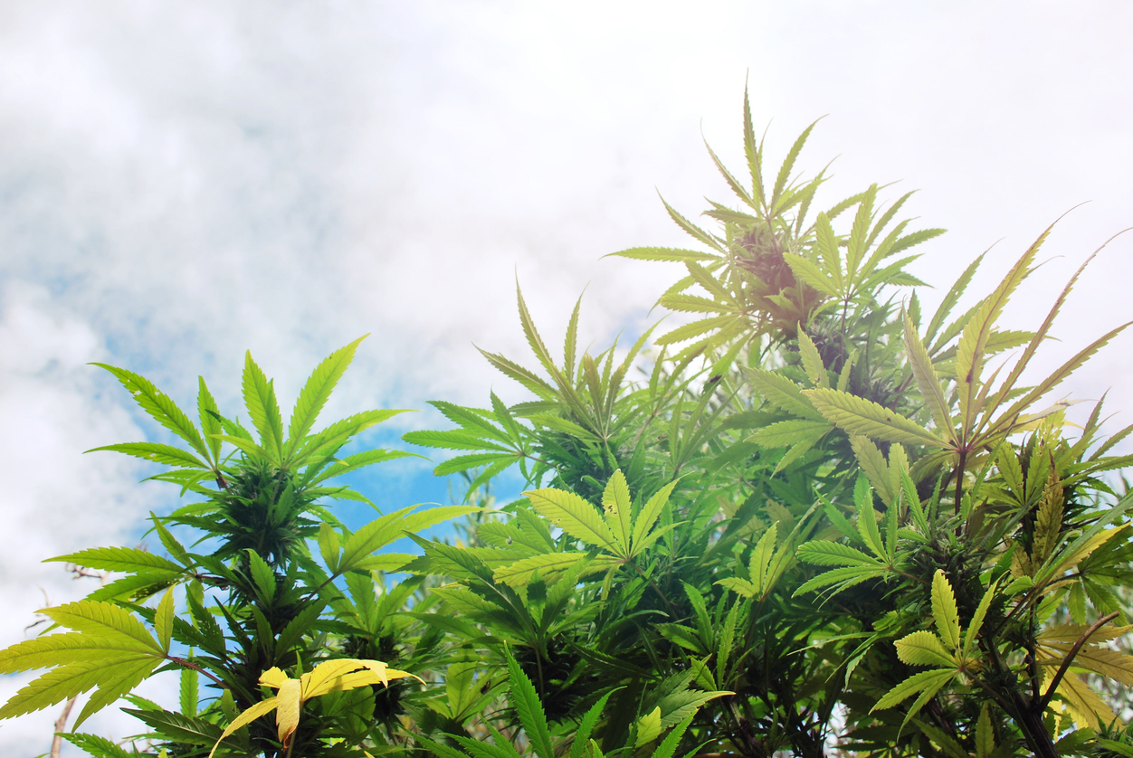 The future of UK hemp