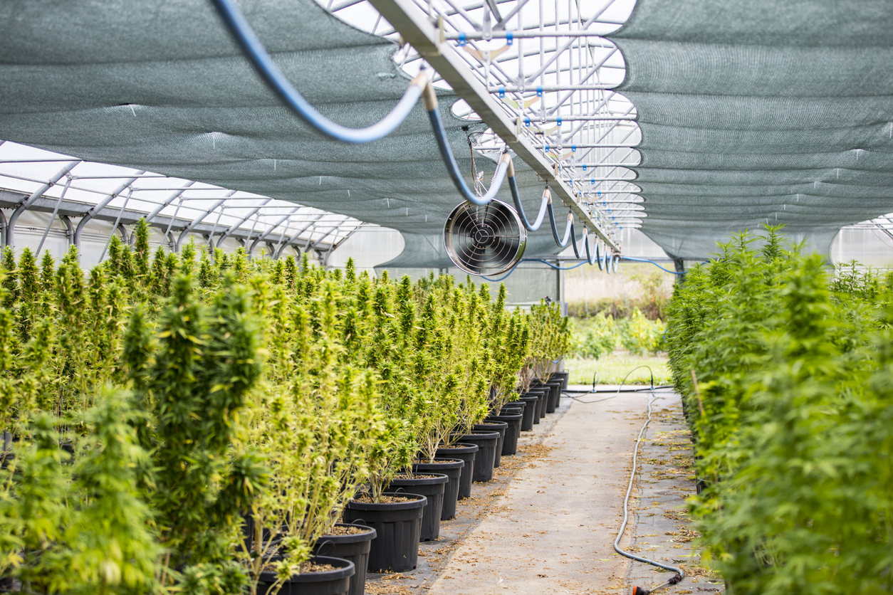 Will this hurt the UK hemp industry