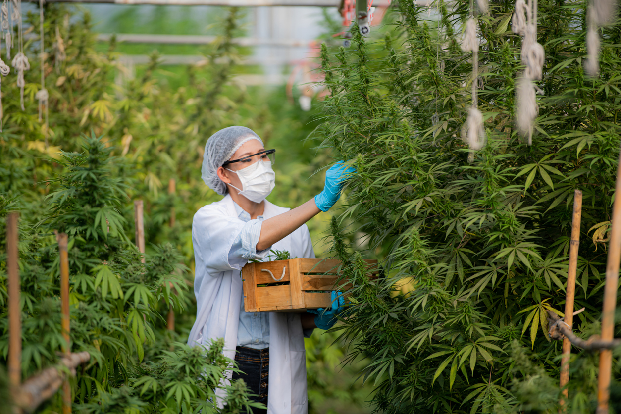 How long does CBD stay in your system?