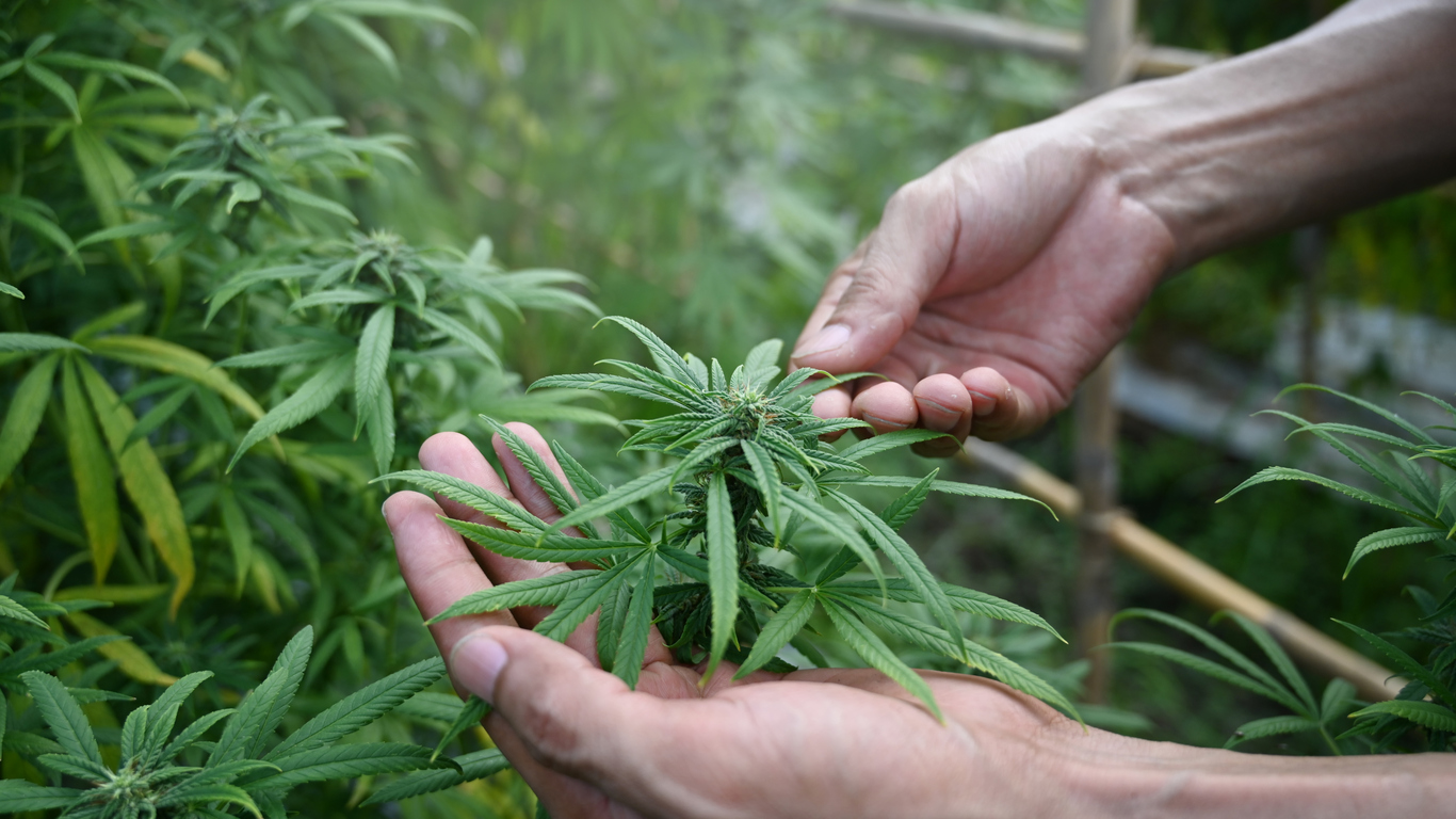 What are the benefits of CBD?