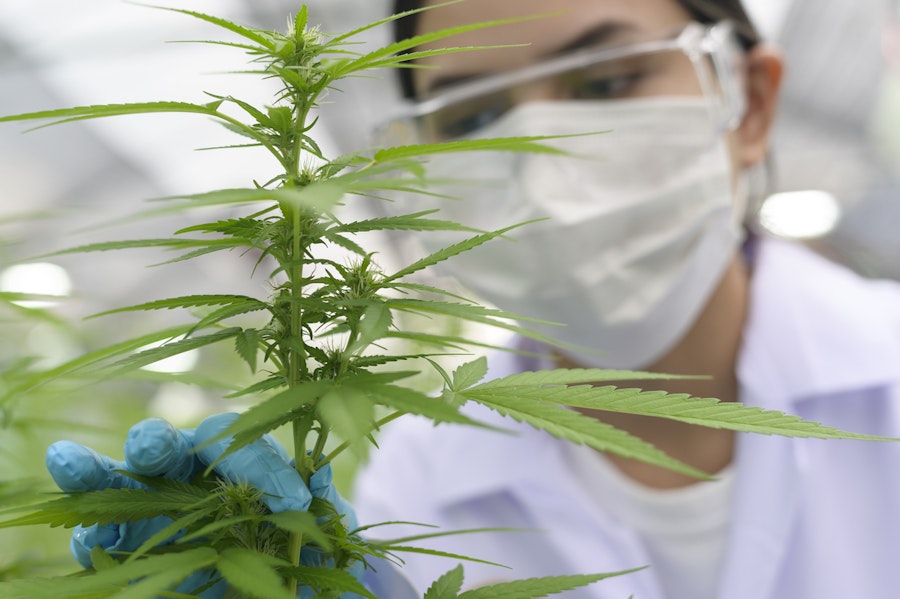 UK medical cannabis specialists discuss the rise of CBG