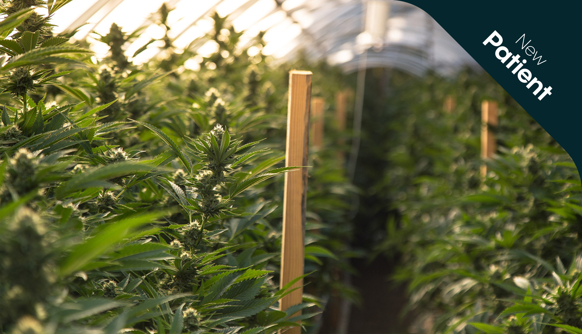 How strong is medical cannabis flower