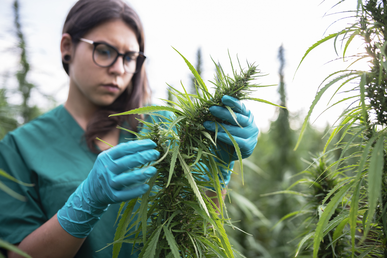 What are the risks of medical cannabis?