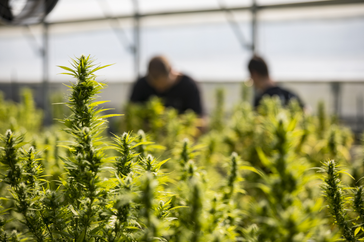 How does cannabis affect mental health?