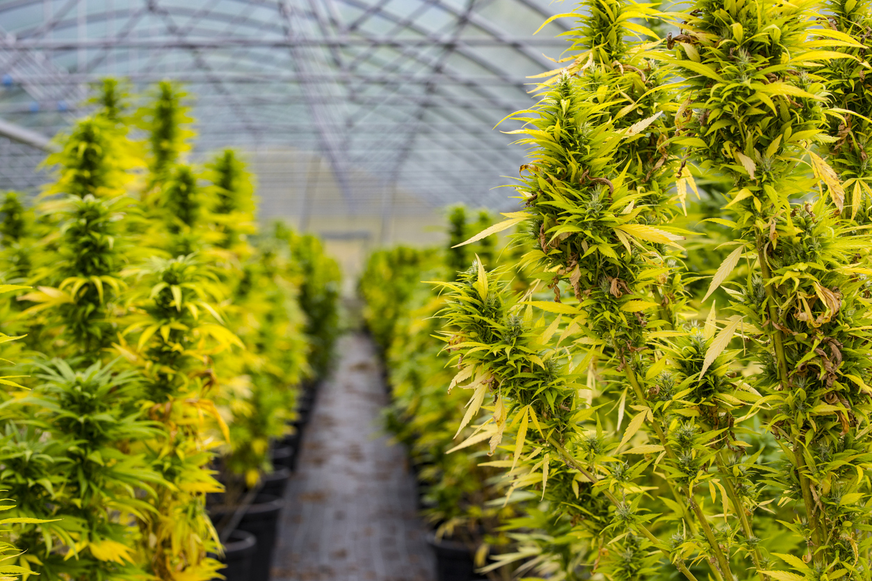Cannabis statistics UK