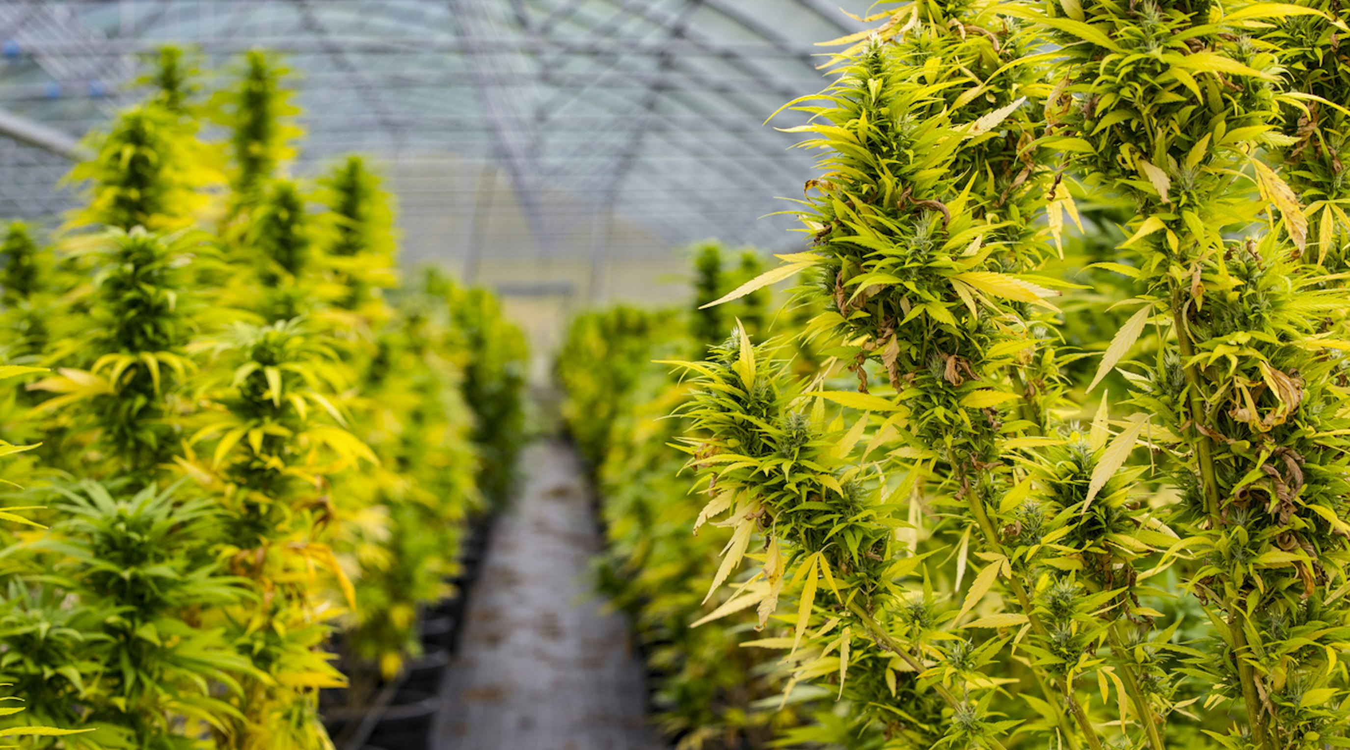 Cannabis statistics UK The price of medical cannabis in the UK