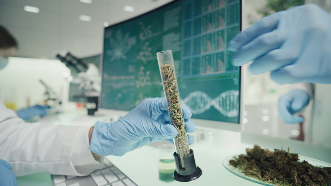 The importance of medical cannabis research