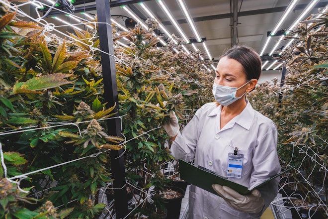 Want to contribute to medical cannabis research in the UK