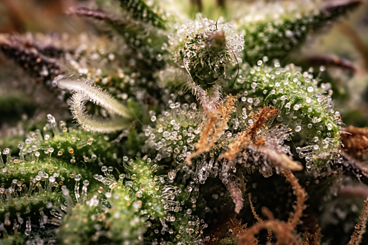 What do the terms Indica and Sativa traditionally mean