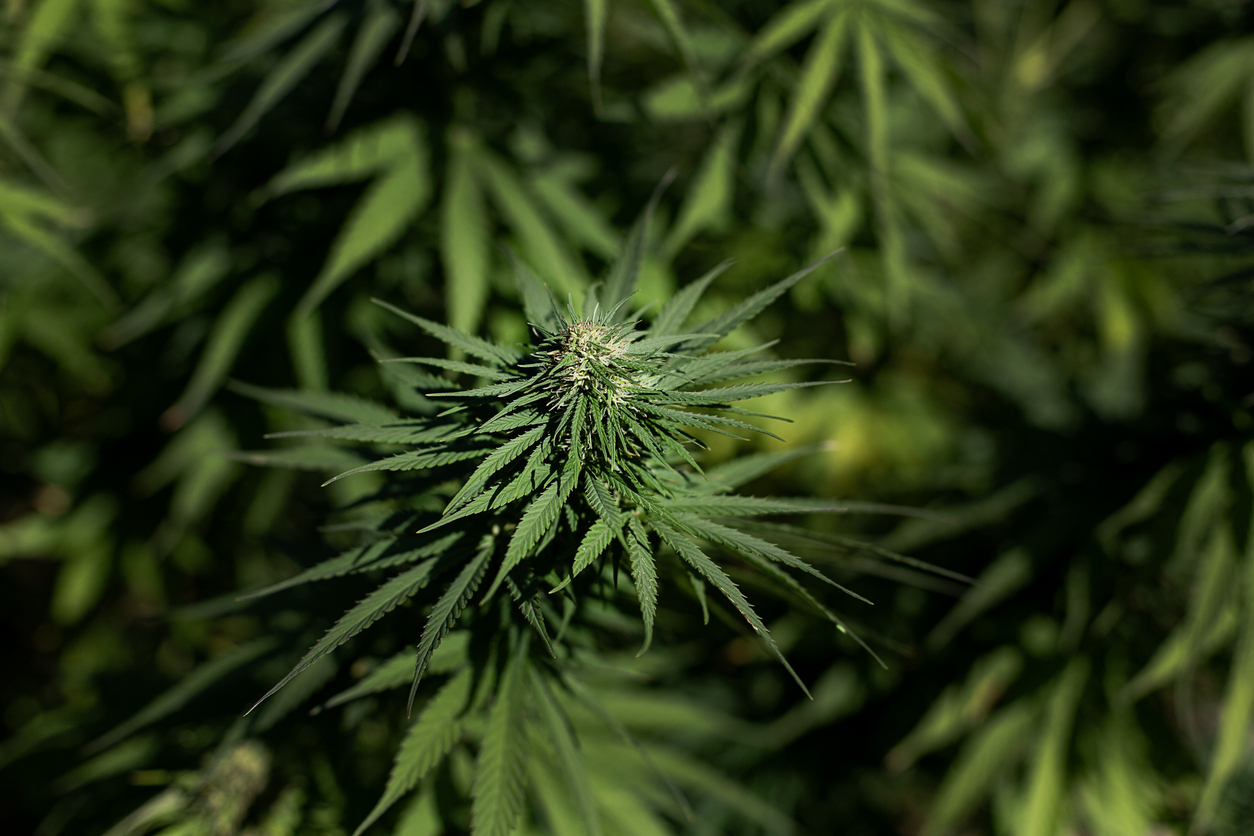 Where does that leave the Indica vs. Sativa debate