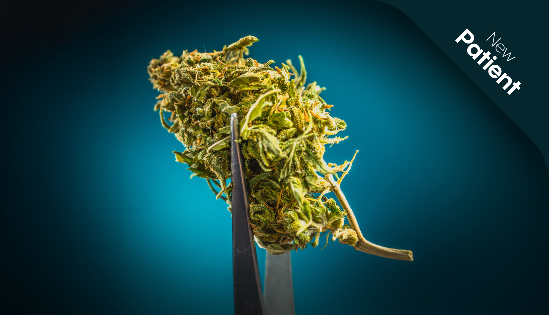 is my medical cannabis indica or sativa