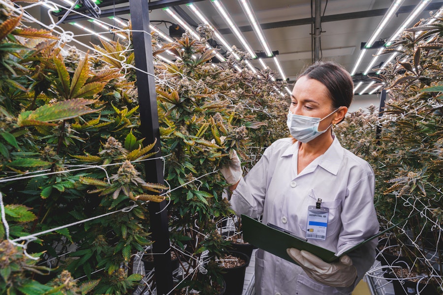 Accessing medical cannabis in Northern Ireland