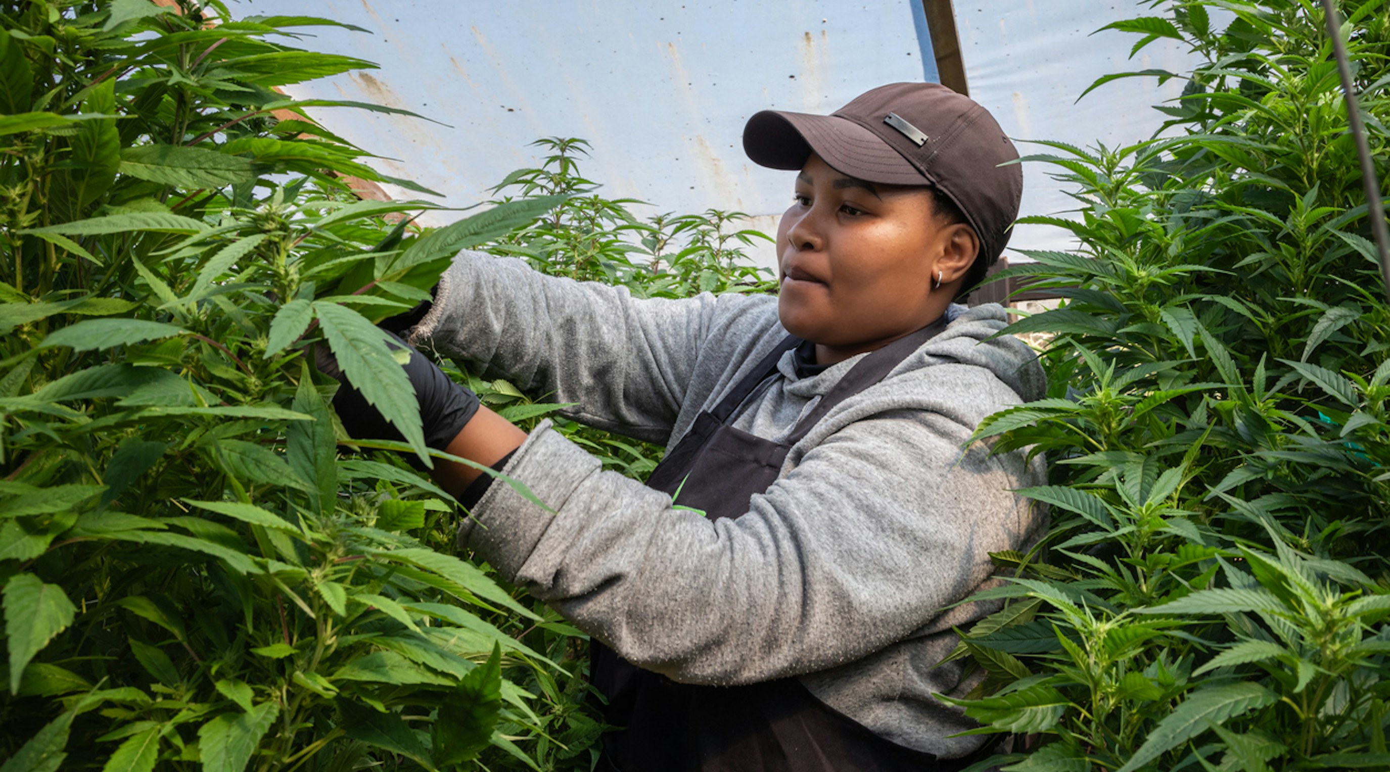 Earth Day special: Is cannabis natural? Earth Day special: Is cannabis natural?