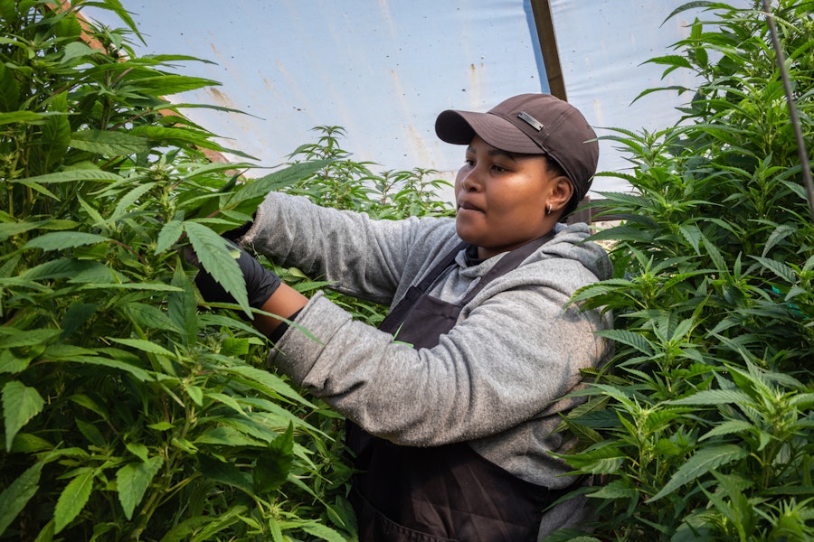 Earth Day special: Is cannabis natural?