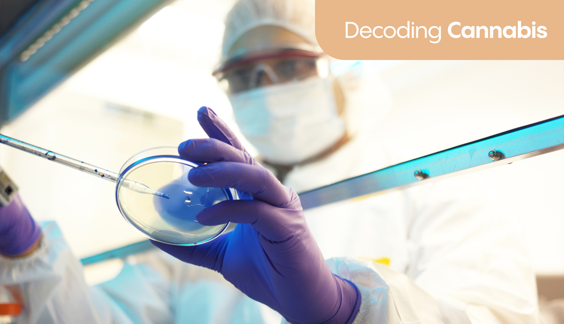 Decoding Cannabis: What the science says about menopause and medical cannabis