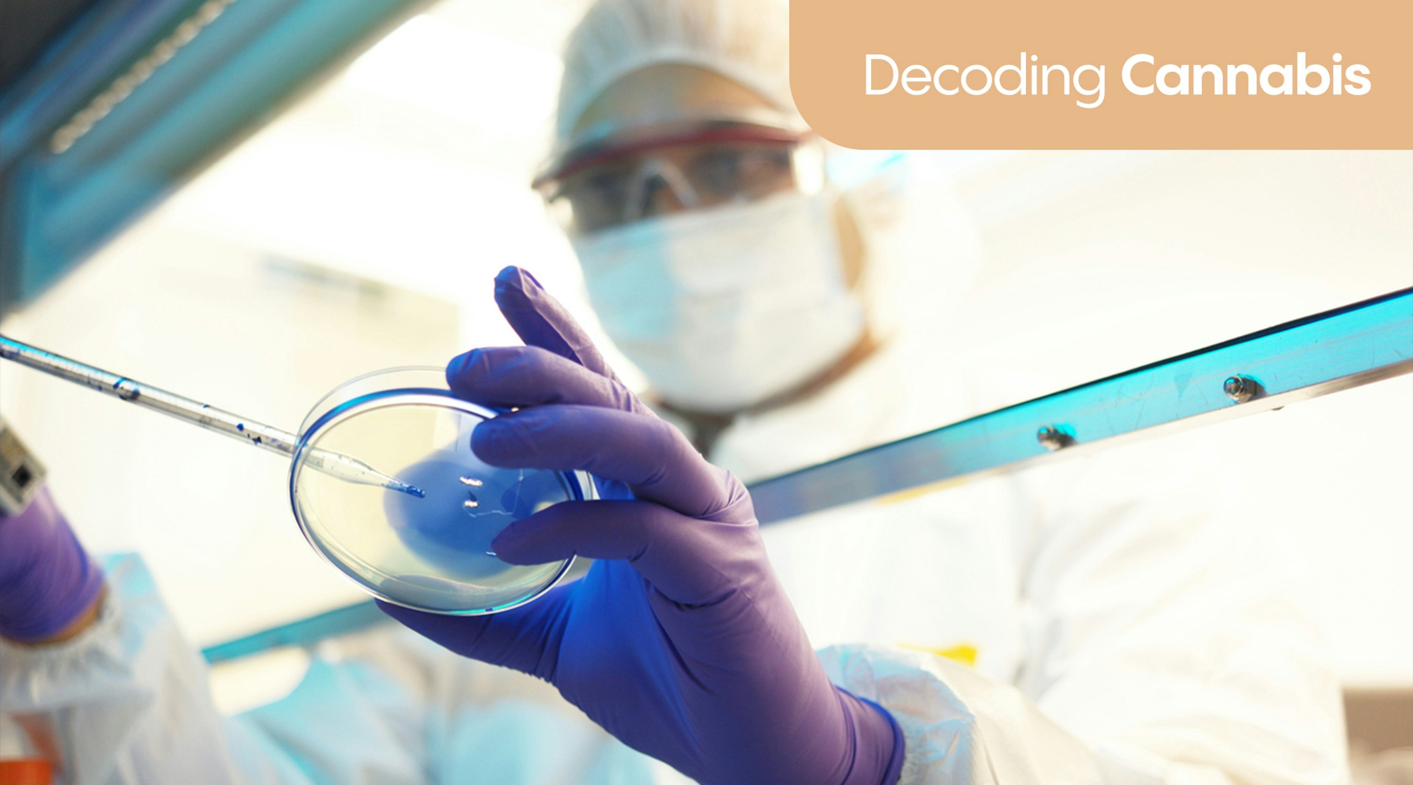 Decoding Cannabis: What the science says about menopause and medical cannabis Decoding Cannabis: What the science says about menopause and medical cannabis