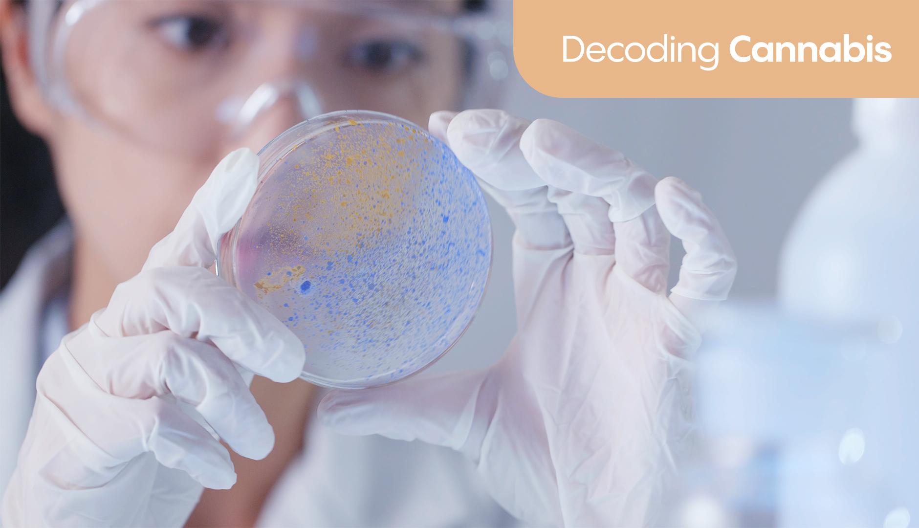 Can cannabinoids help with gut and digestive health?