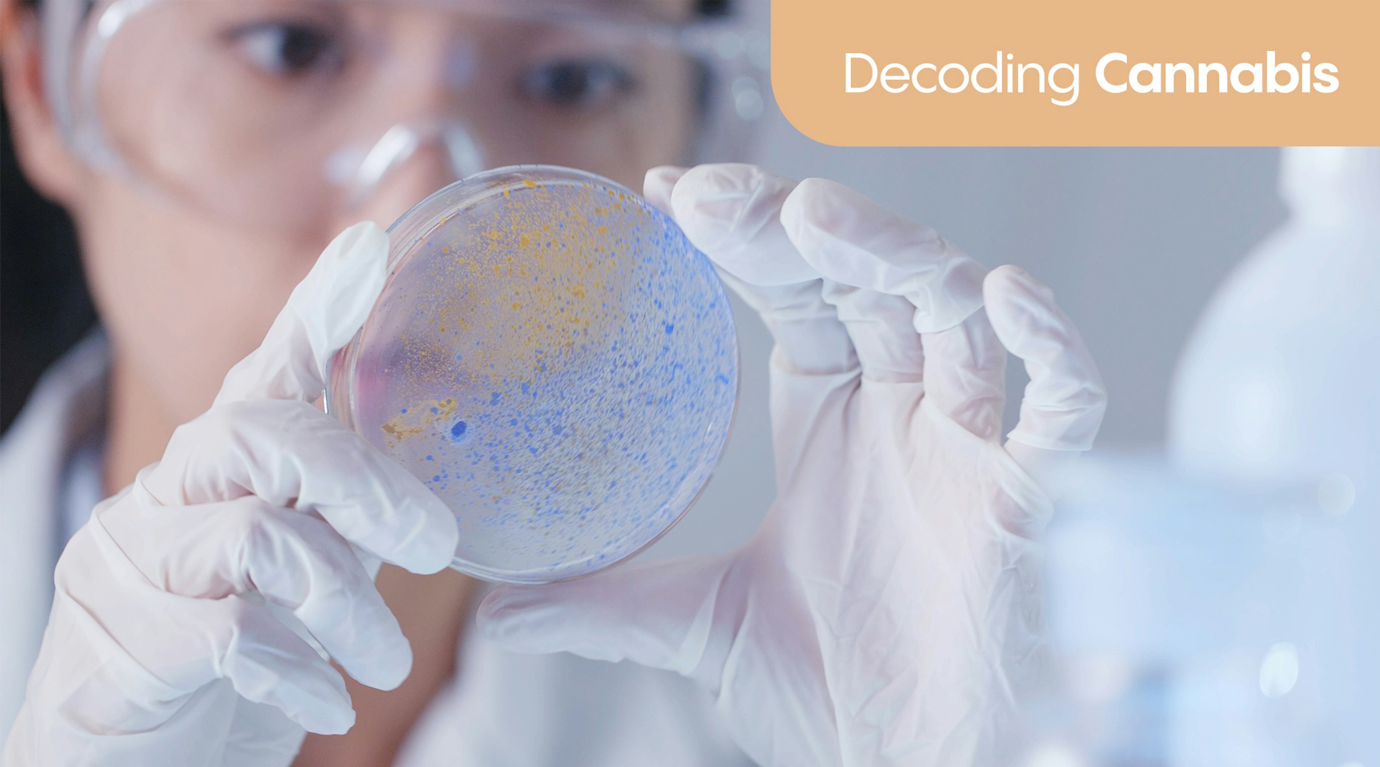 Can cannabinoids help with gut and digestive health? Can cannabinoids help with gut and digestive health?