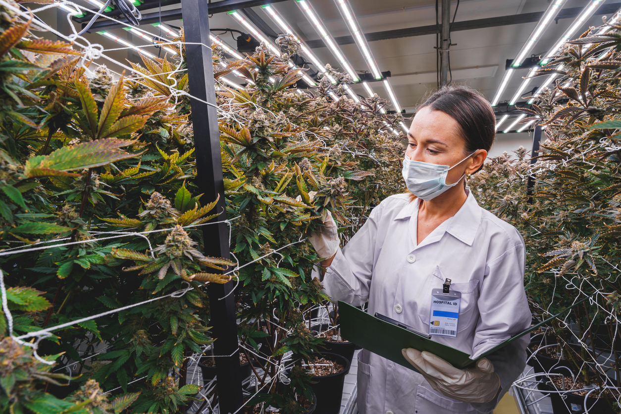 How does the medical cannabis sector support jobs and UK businesses?