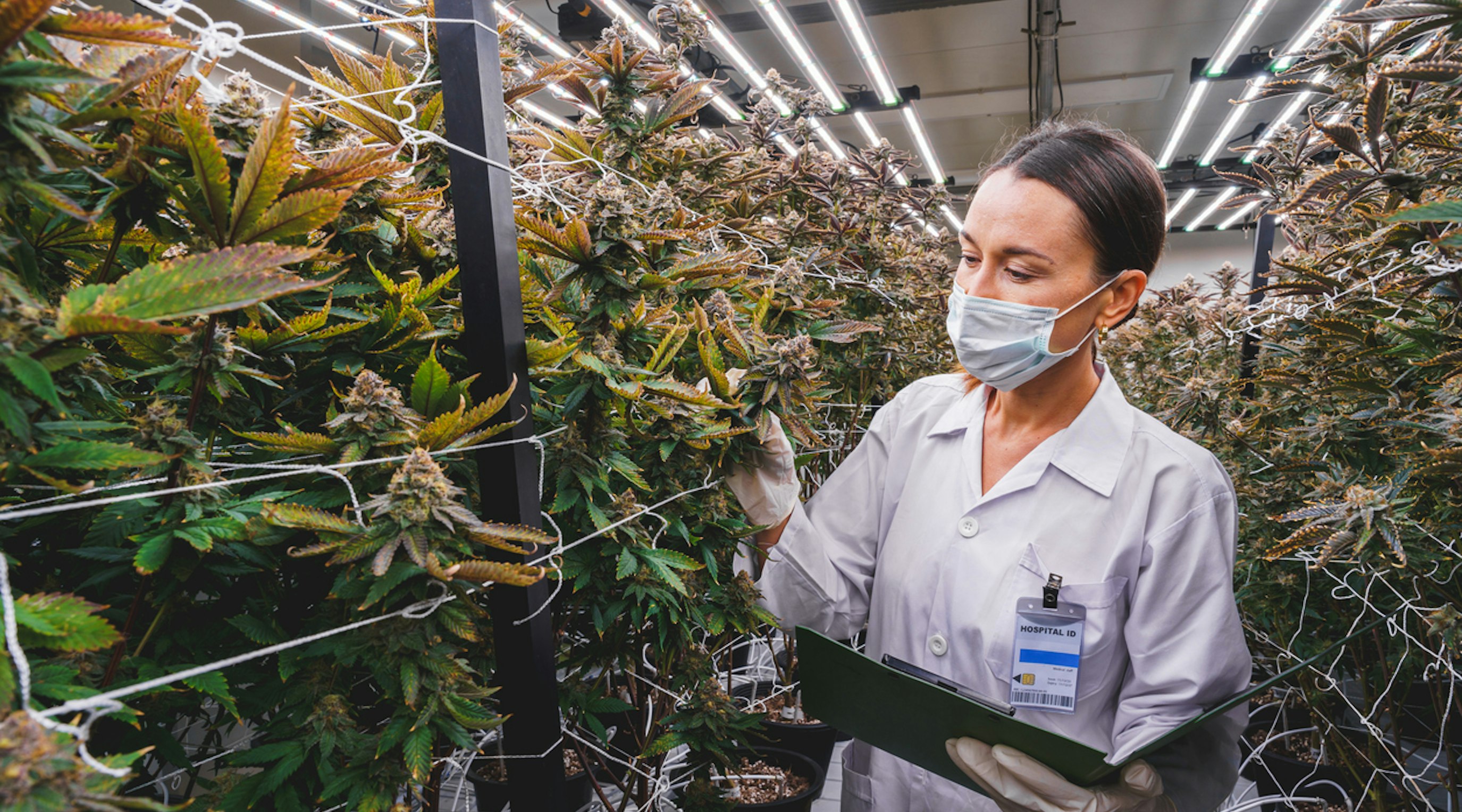 Exploring the body’s full cannabinoid receptor network Exploring the body’s full cannabinoid receptor network