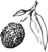 Lychee
