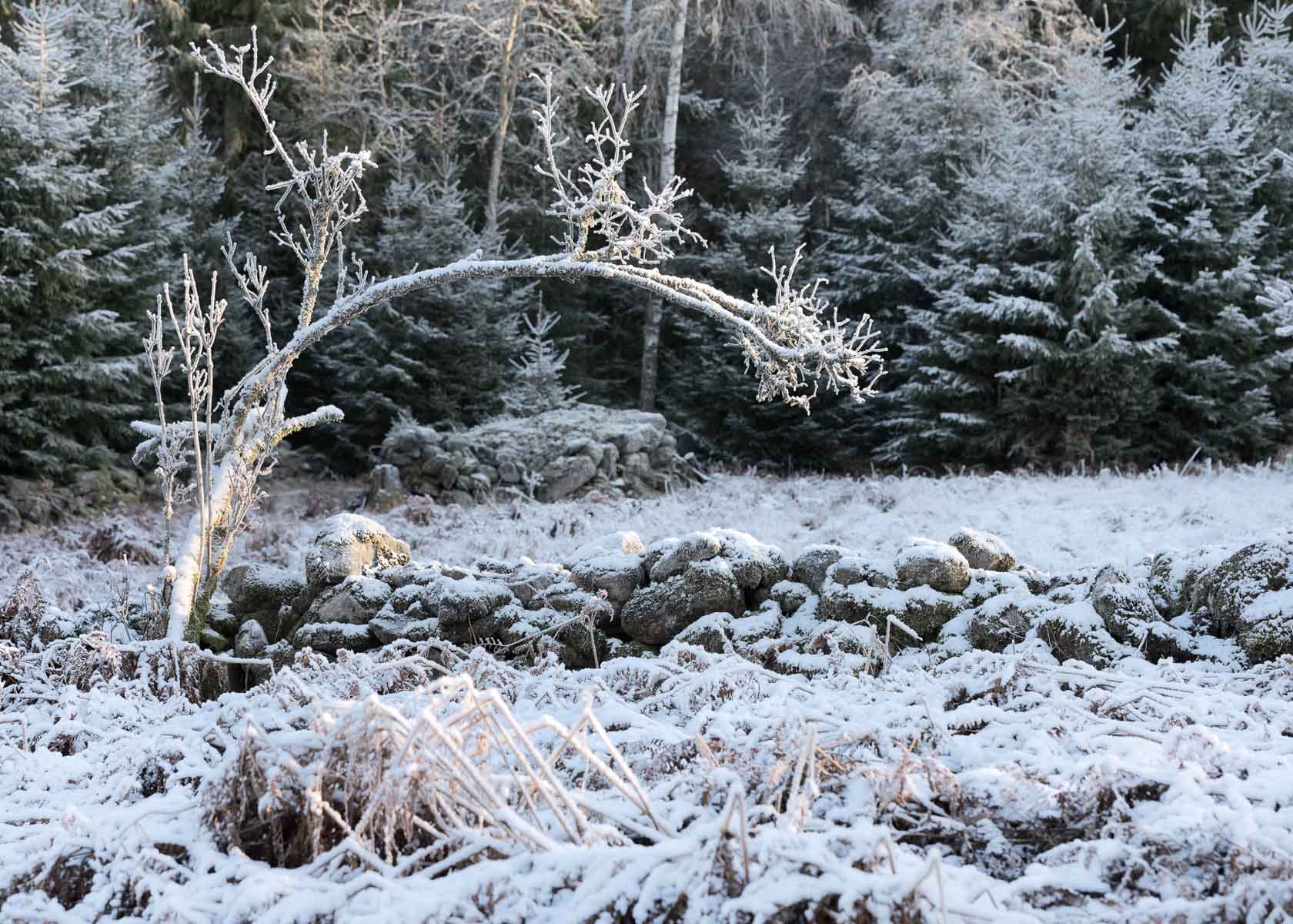 Den gamla syrenbusken står tung i den frostklädda torplyckan.